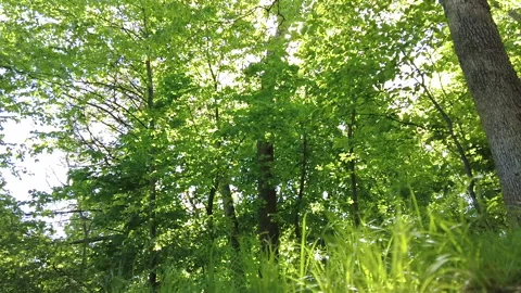 FOREST FLOOR SPRING PAN Stock Footage 194935198
