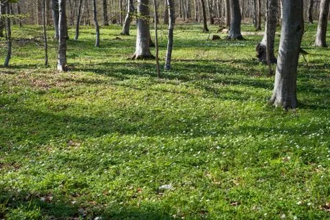 Forest floor in spring Foto stock