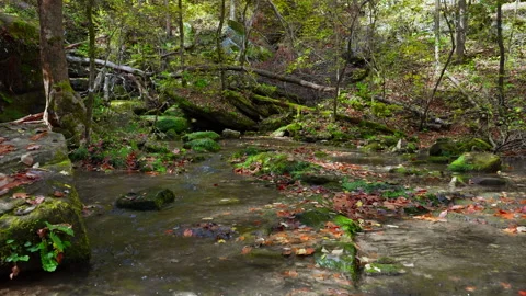 Forest Floor Stream: Moss, Rocks, and Fallen Leaves Video stock 321086436