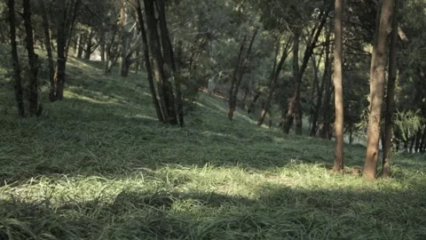 Forest Floor With Sunlight and Grass at Summer Palace Beijing China Stock Footage 341781644