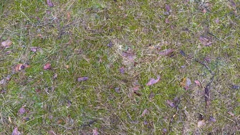 Forest floor texture with moss, dry grass and fallen leaves Stock Footage 331927996