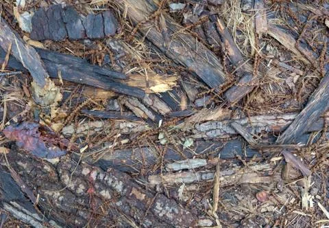 Forest Floor Texture Stock Photos