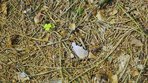 Forest Floor Texture With Pine Needles And Clover, Natural Woodland Ground Vidéo 335221550