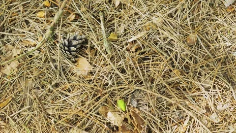 Forest Floor Texture With Pine Needles And Cones, Natural Woodland Ground Cover Vidéo 335221603