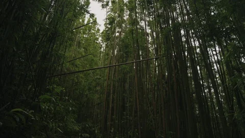 Forest Floor Trail Panning Up to Bamboo Forest Overhead 4K Stock Footage 267048865