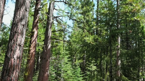 Forest Floor to Tree Tops Stock Footage 188809004