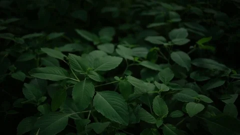 Forest Floor Undergrowth - Handheld Stock Footage 71628459
