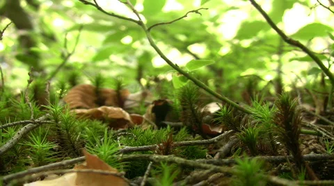 Forest floor in upstate NY Stock Footage 457627