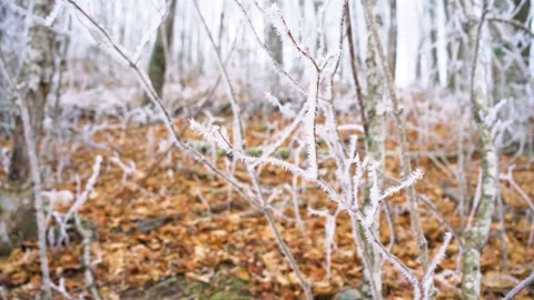 Forest floor vegetation and branches covered in hoarfrost. Video stock 266921949