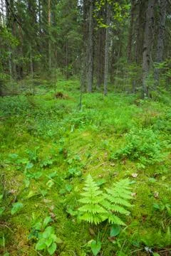 Forest floor vegetation Stock Photos