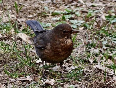 Forest Floor View Of Bird Among Plants. Serene Image Capturing Brown Thrush.. Stock Photos