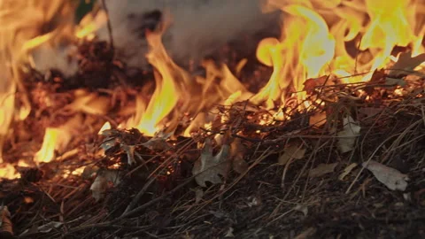 Forest floor wildfire burning dry leaves and pine needles 스톡 동영상 332962761