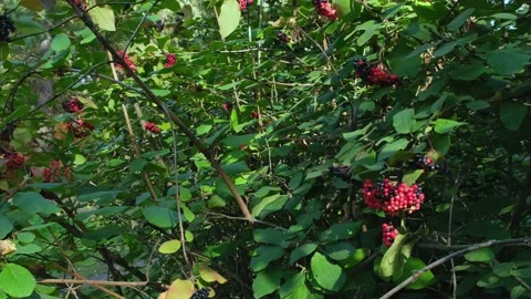 Forest flora. Elderberry bush in sunlight. Stock Footage 218657454