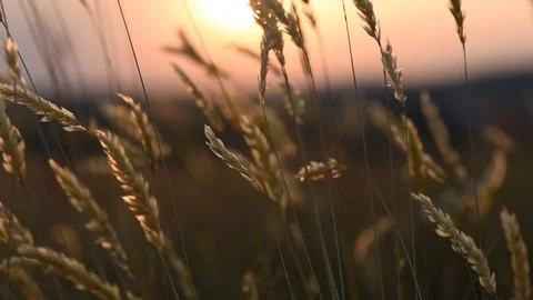 Forest flora fauna Stock Footage 91259506