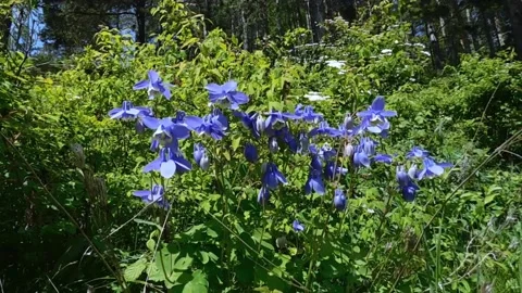 Forest  flower 2 Vídeos de archivo 134333246