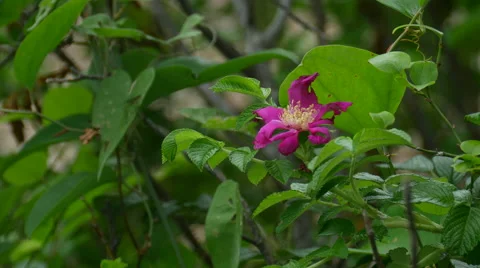 Forest flower 4k Stock Footage 41628566