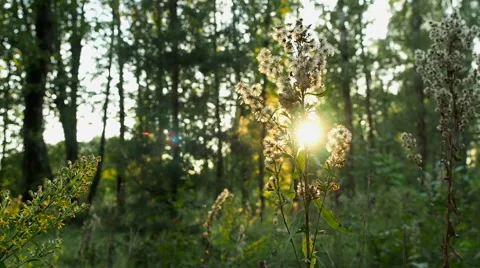 Forest flower on a background of a sunset in the forest Stock Footage 67177168