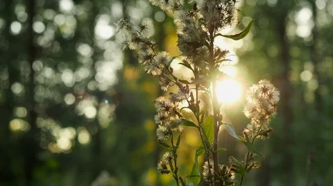 Forest flower on a background of a sunset in the forest Stock Footage 67177928