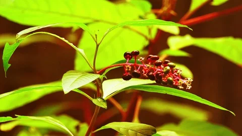 Forest flower closeup Stock-Footage 97908500