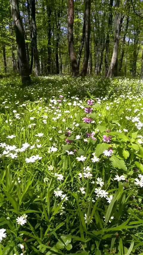 Forest flower field. Stock-Footage 240649612