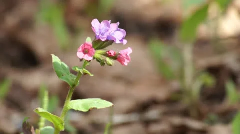 Forest flower Stock Footage 22673851