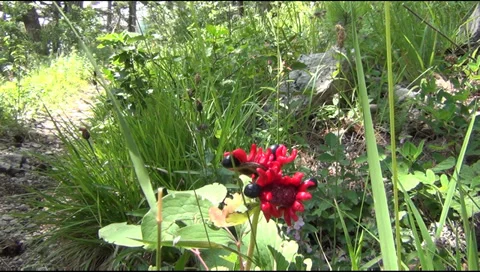 Forest flower Video stock 29365871