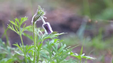 Forest flower Video stock 55885165