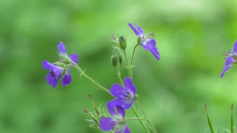 Forest Flower 스톡 동영상 71017139