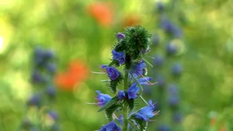 Forest Flower 動画素材 73290857