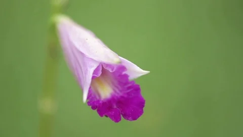 Forest Flower Stock Footage 80110249