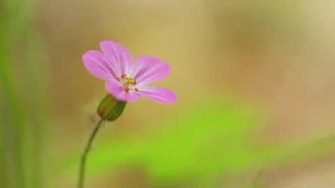 Forest flower Video stock 131401864