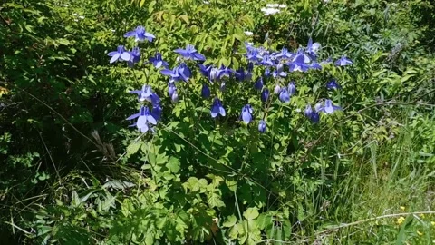Forest flower Stock Footage 134333263