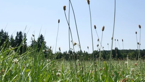 Forest flower glade Stock Footage 91739229