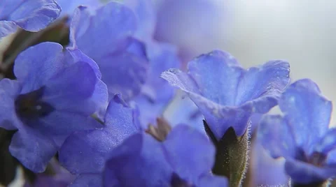 Forest flower lungwort Video stock 68899586