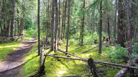 Forest Flower to Path in the Woods Stock Footage 145846411