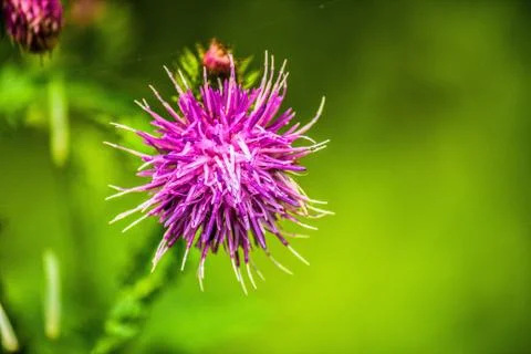 Forest Flower Stock Photos