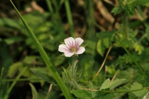 A forest flower. Stock Photos