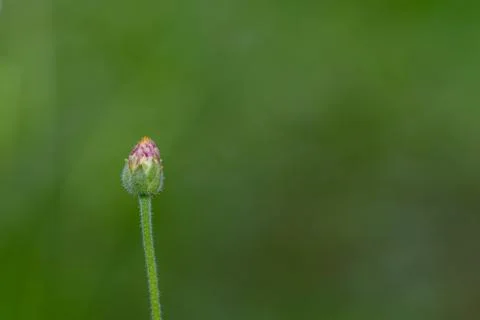 Forest Flower Stock Photos