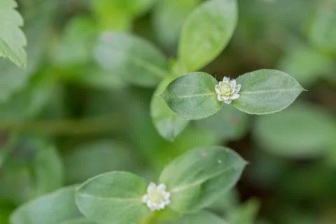 Forest Flower Stock Photos