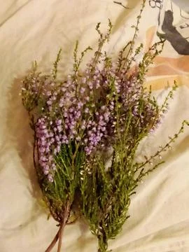 Forest flower Stock-Fotos