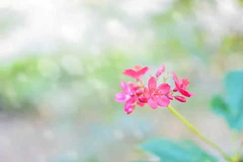 Forest flower red Stock Photos