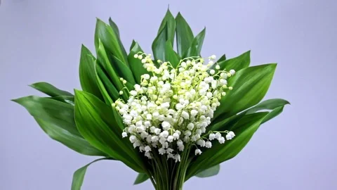 Forest Flower Snowdrop. Stock Footage 76797151