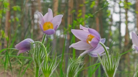Forest flower spring wild sun wood grass sunset nature Stock Footage 273496670