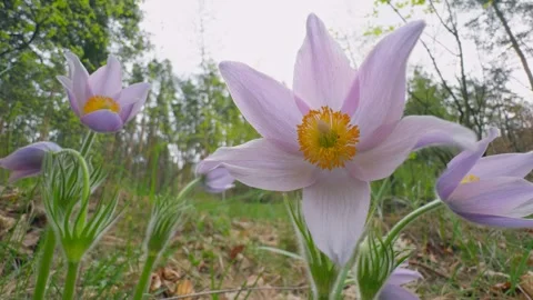 Forest flower spring wild sun wood grass sunset nature Stock Footage 273496749
