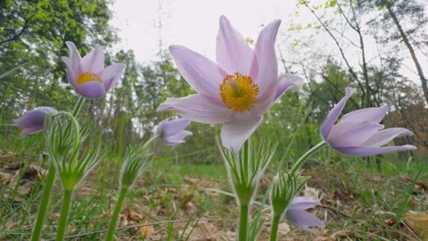 Forest flower spring wild sun wood grass sunset nature Stock Footage 273496862
