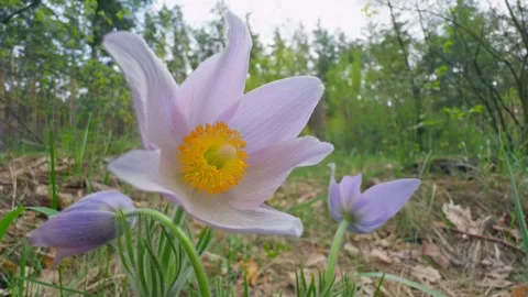 Forest flower spring wild sun wood grass sunset nature Stock Footage 273496963