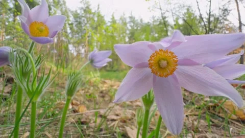 Forest flower spring wild sun wood grass sunset nature 動画素材 273497070