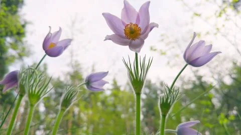 Forest flower spring wild sun wood grass sunset nature Stock-Footage 273497432