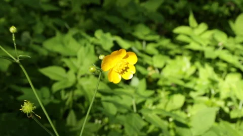 Forest flower in the wind 库存影片 131097894