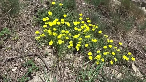 Forest flowers buttercup Stock Footage 107770838